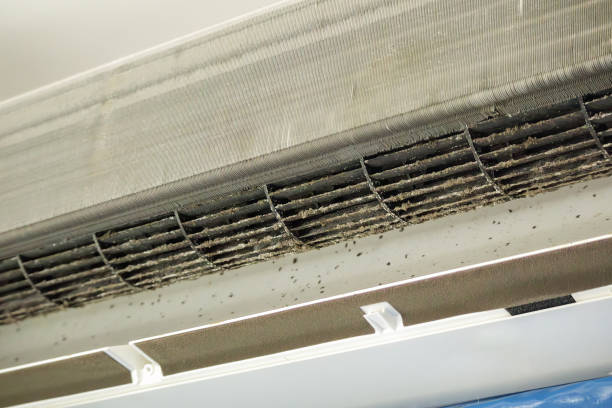 Best Air Duct Mold Removal  in Lorado Springs, CO
